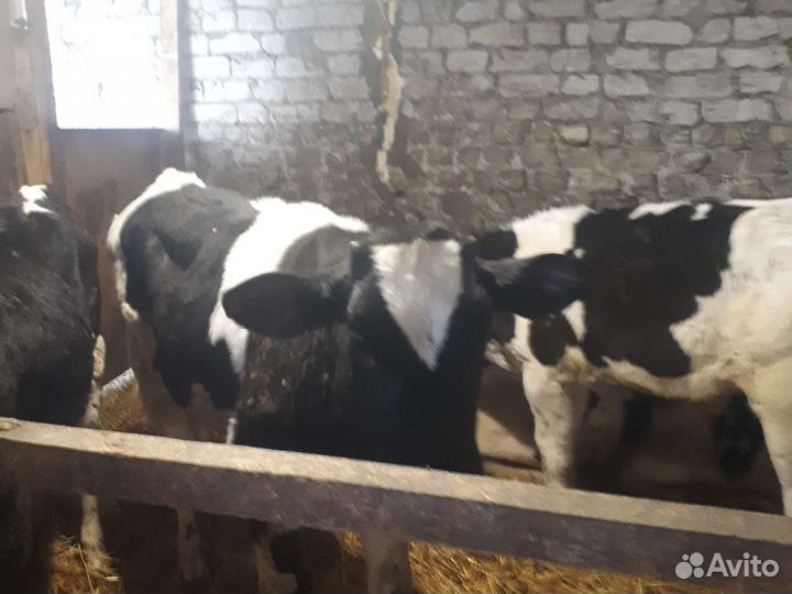 Бычки.Телки