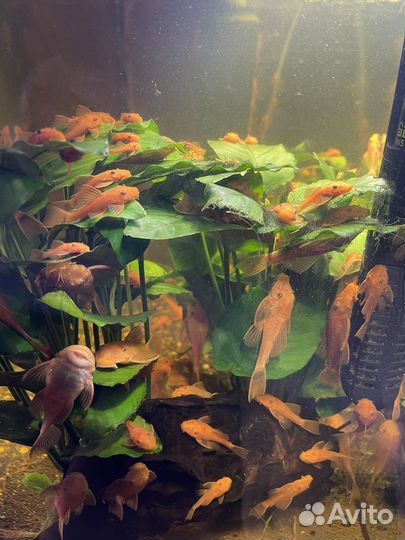 Аквариумные рыбки