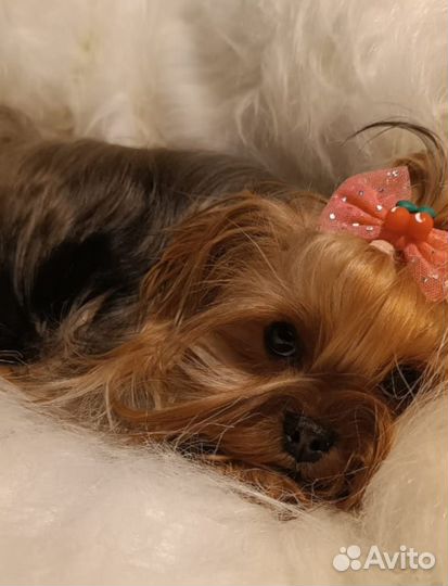 Йоркширский терьер