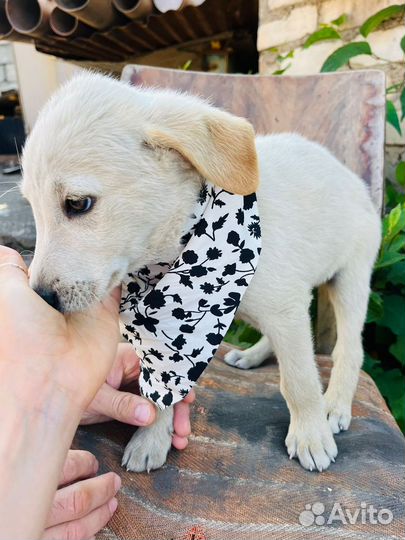 Щенок мальчик