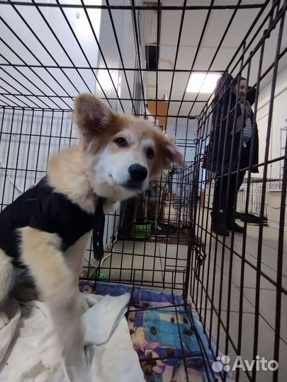 Собаки из приюта хотят домой