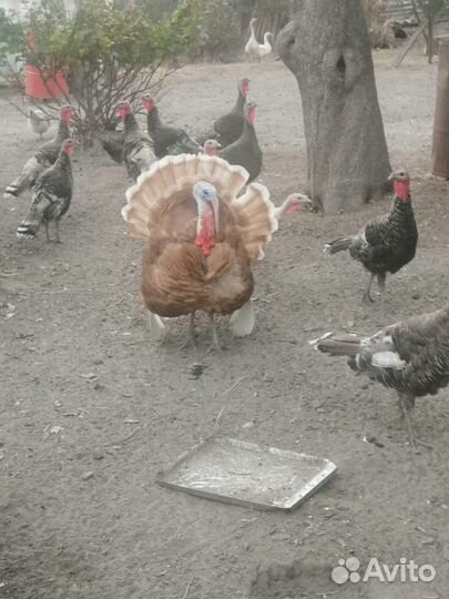 Продам индюков