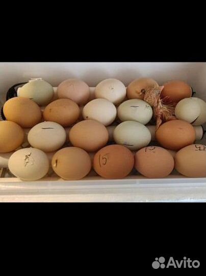 Цыплята ухейилюй суточные