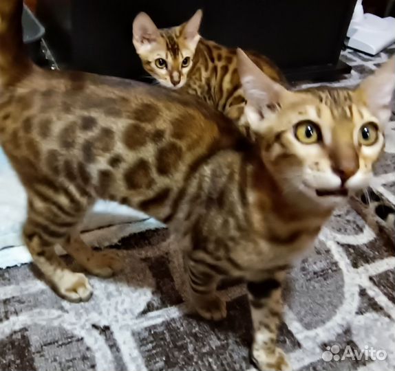 Бенгальские котята