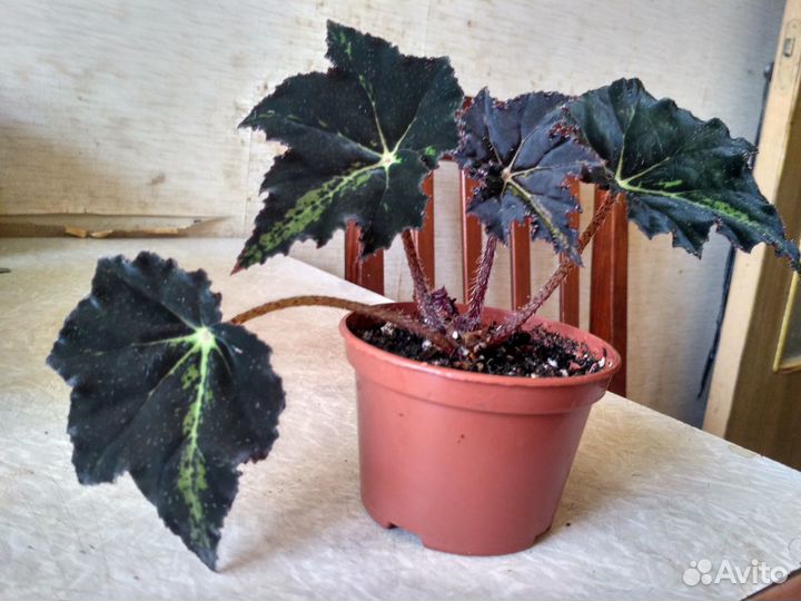 Бегонии сортовые