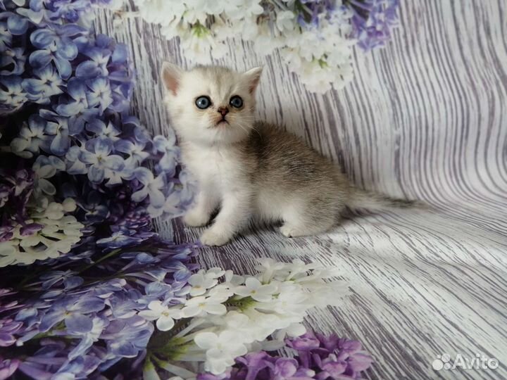 Маленькие хвостики