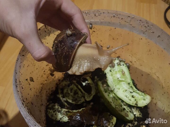 Улитки ахатины, малыши