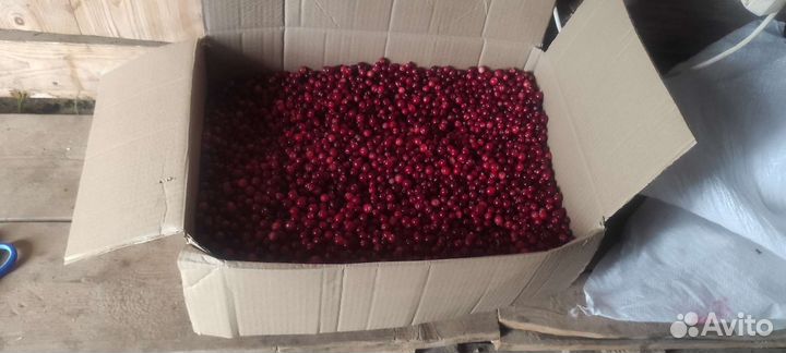 Клюква свежая