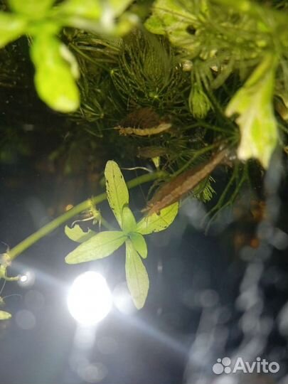 Креветки аквариумные