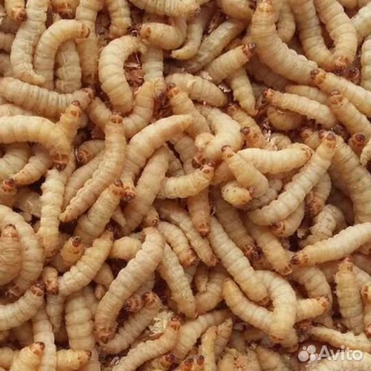 Личинки восковой моли пжвм