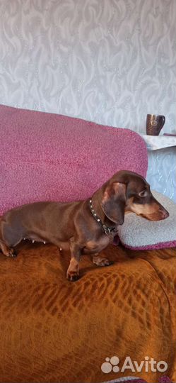 Такса. Вязка