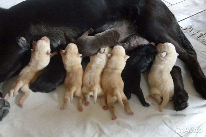 Кобель лабрадора для вязки