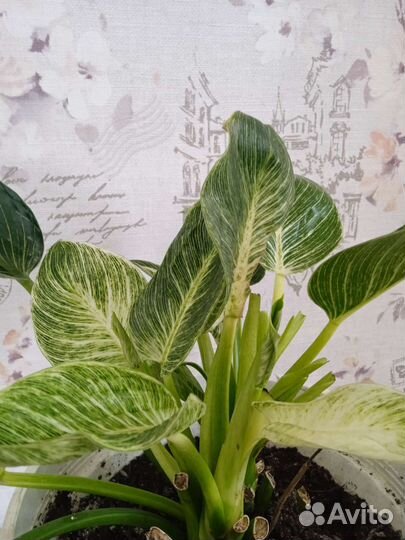 Филодендрон биркин