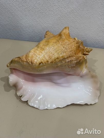Ракушка