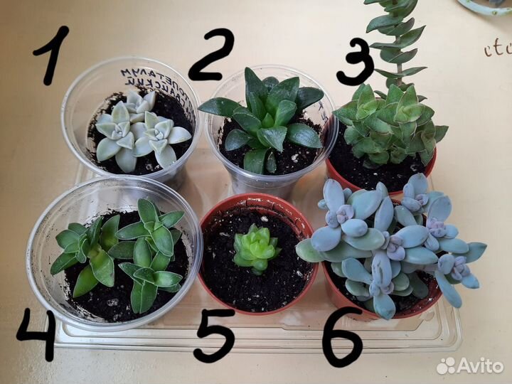 Суккуленты