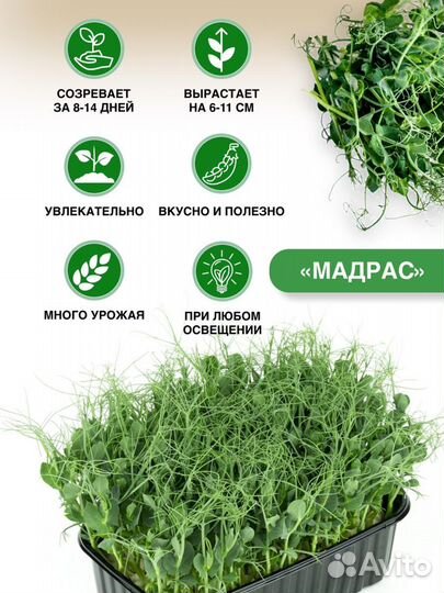 Микрозелень гороха