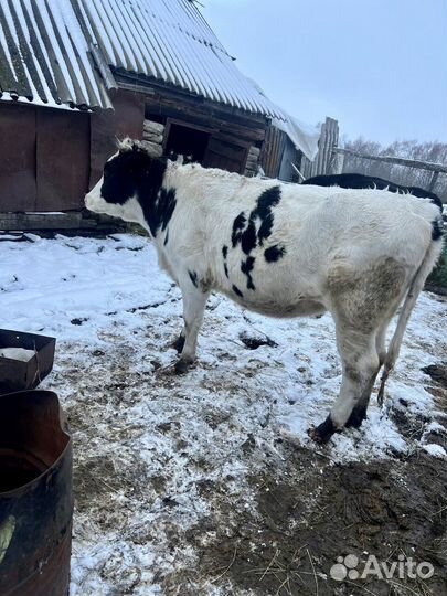 Нетель стельная