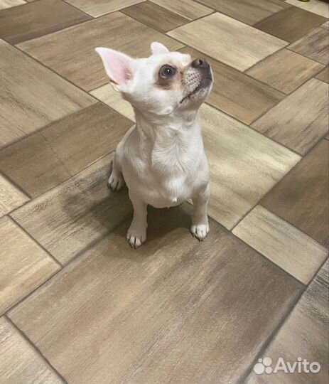 Вязка собак