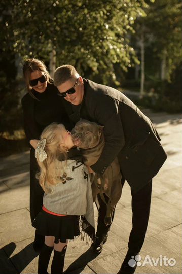 Кобель Американский Булли на вязку