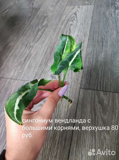 Сингониум, филодендрон, сциндапсус,диффенбахия