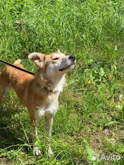 Молодая послушная и ласковая собачка, 1 год