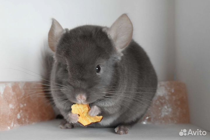 Шиншилла мальчик