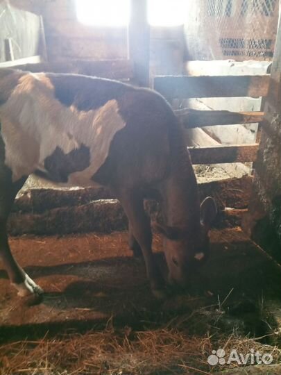 Корова и телята