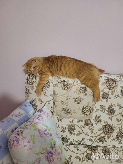 Отдам кота в добрые руки