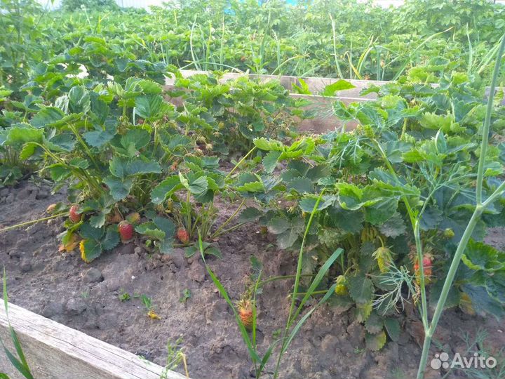 Саженцы Земклуники Пенелопа и Купчиха