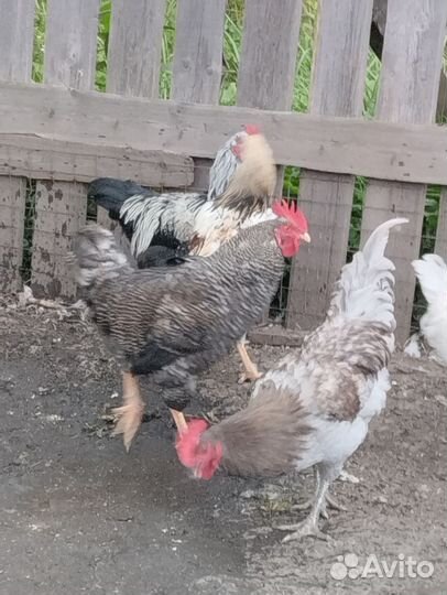 Петухи
