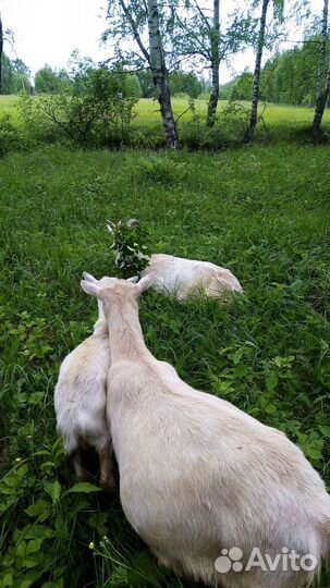 Продаю козье молоко