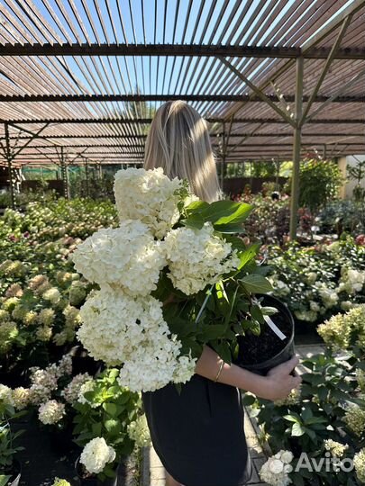 Гортензии крупные, красивые