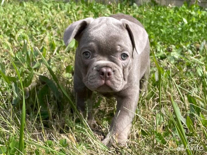 Щенок в окрасе изабелла