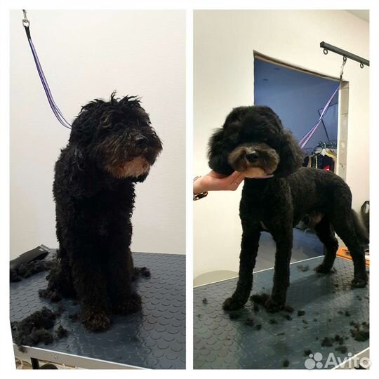 Стрижка собак и кошек/Груминг