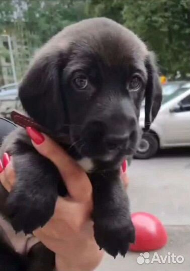 Щенки лабрадора