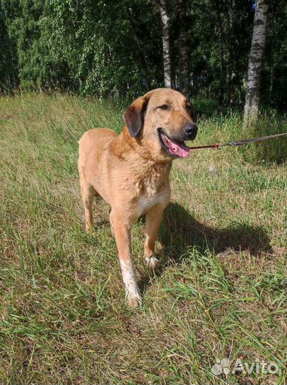 Собака Тиффани в добрые руки