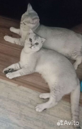 Шотландские котята