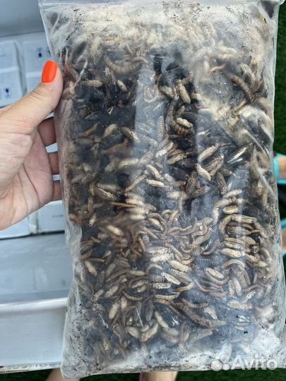 Замороженные сверчки