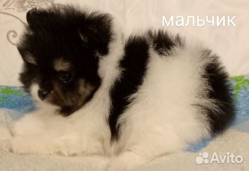 Шпиц Миник Мальчик Медвежонок