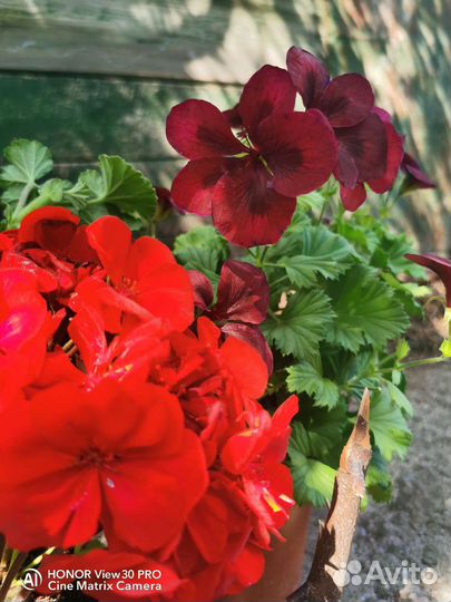 Пеларгония (герань) королевская PAC Aristo Schoko