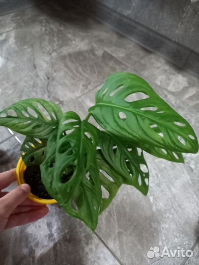 Цветы разные