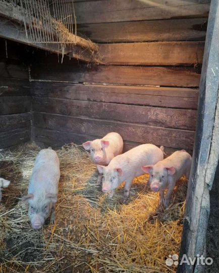 Поросята