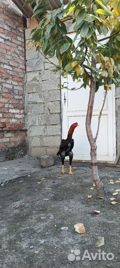 Бойцовые петухи