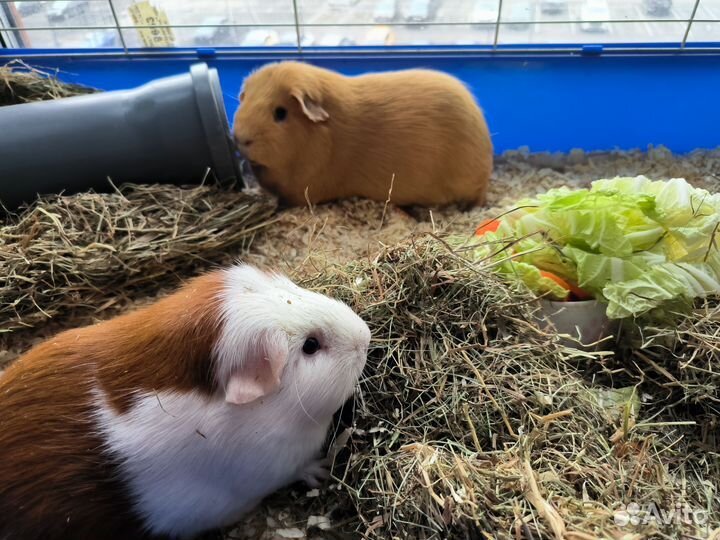 Морская свинка