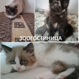 Коты и кошки на передержку