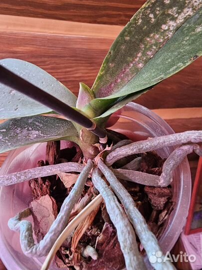 Орхидея фаленопсис бабочка