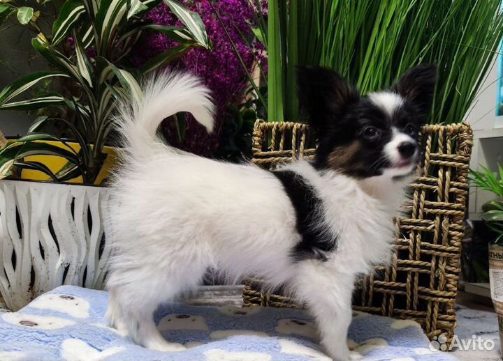 Папильон Бабочка очаровательный малыш