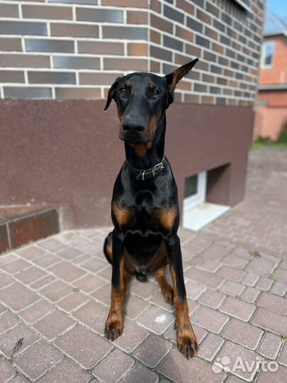 Щенок Доберман