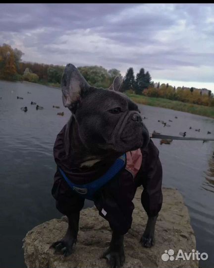 Французский бульдог голубой кабель вязка случка
