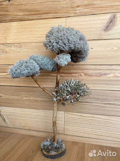 Дерево на кухню